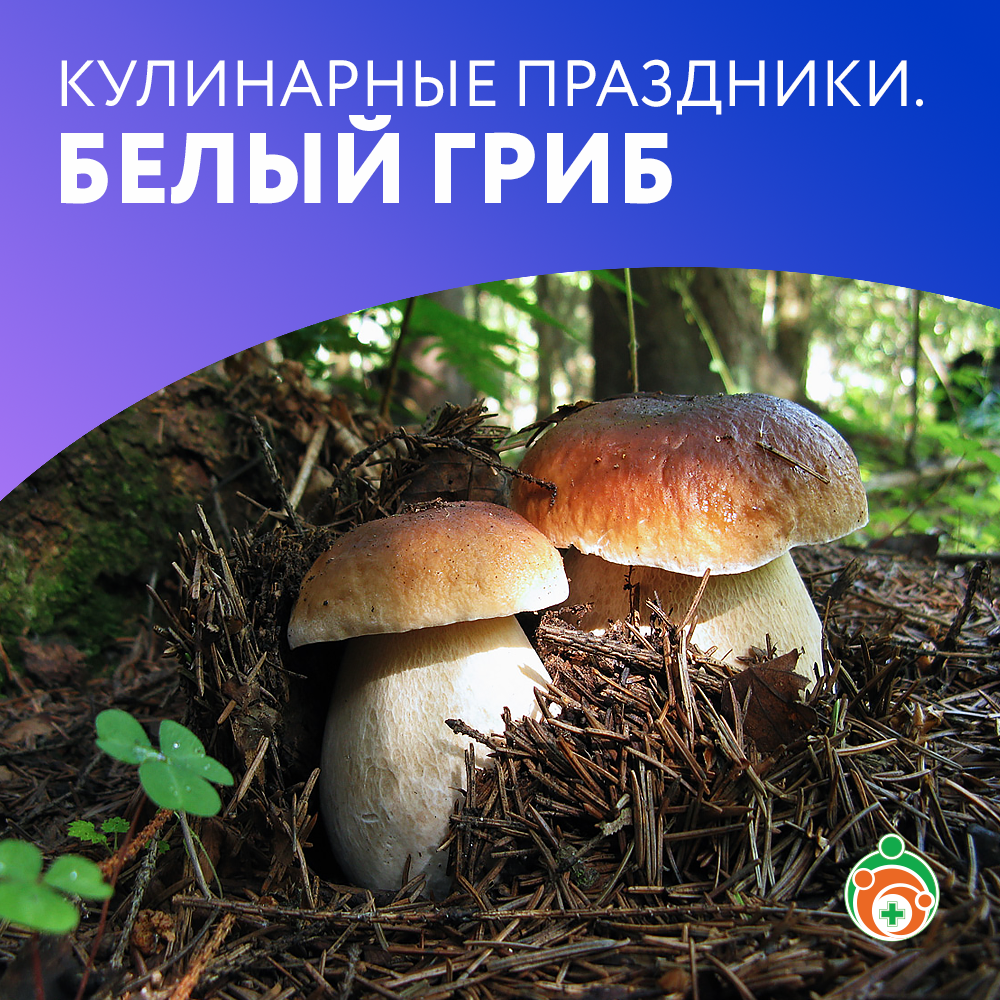 Белый гриб. Кулинарные праздники